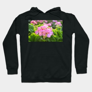 Greece - Flowers in the sunlight Hoodie